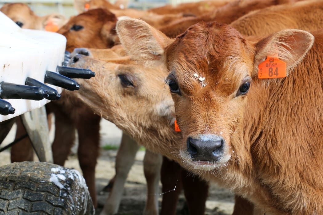 Calving on coastal dairy farms in Southland is about half way through.