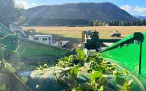Hop Harvesting