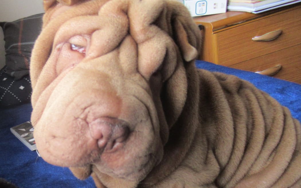 Gwenny Penny enjoying the relaxing music. 