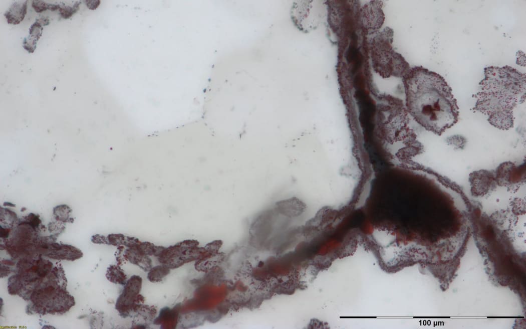 Haematite filament attached to a clump of iron in the lower right, from hydrothermal vent deposits in the Nuvvuagittuq Supracrustal Belt in Québec, Canada. These clumps of iron and filaments were microbial cells and are similar to modern microbes found in vent environments.