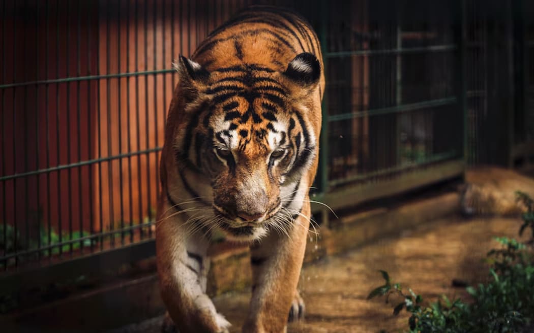 Critics say animal regulators have been going easy on Ahmad.