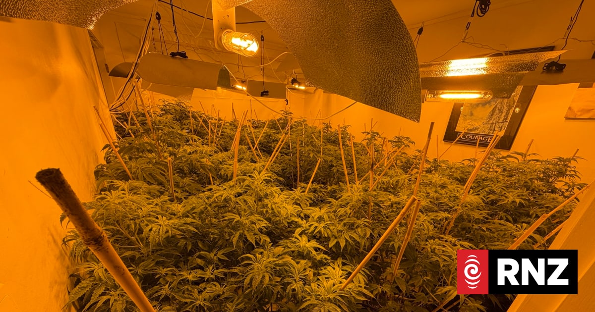 More than 1500 cannabis plants found hidden in Auckland rental properties