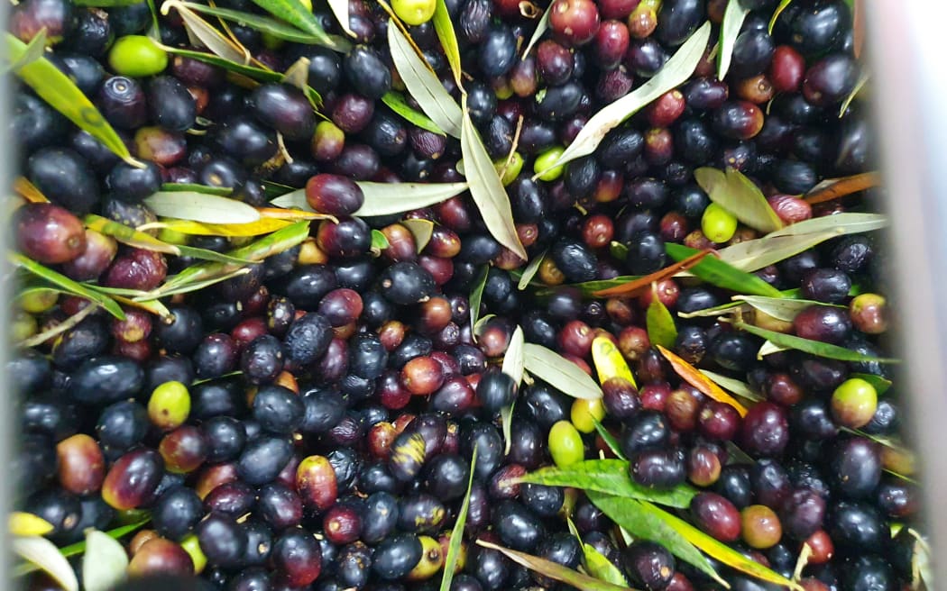 Olives going through the deleafer