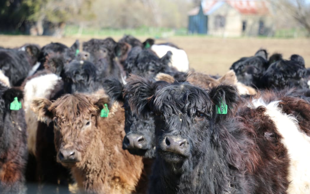 Cattle
