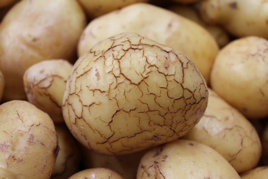 Some water-damaged potatoes appear to be bursting out of their skins.
