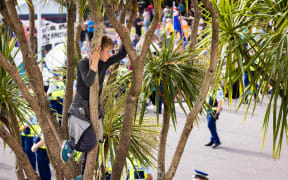 On Parliament's forecourt a boy watches the Police lines from high up in one a Ti Kouka tree