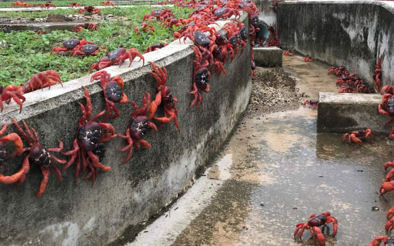 Red crab migration