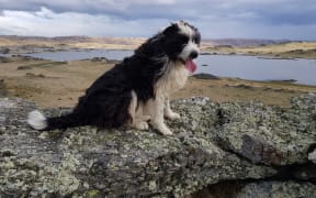 Chilli the 10-year-old border collie, before her ordeal.
