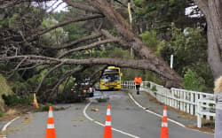 A large tree has come down onto Alexandra Road in Mount Victoria, Wellington. Photo: Supplied / Paul Stevenson
