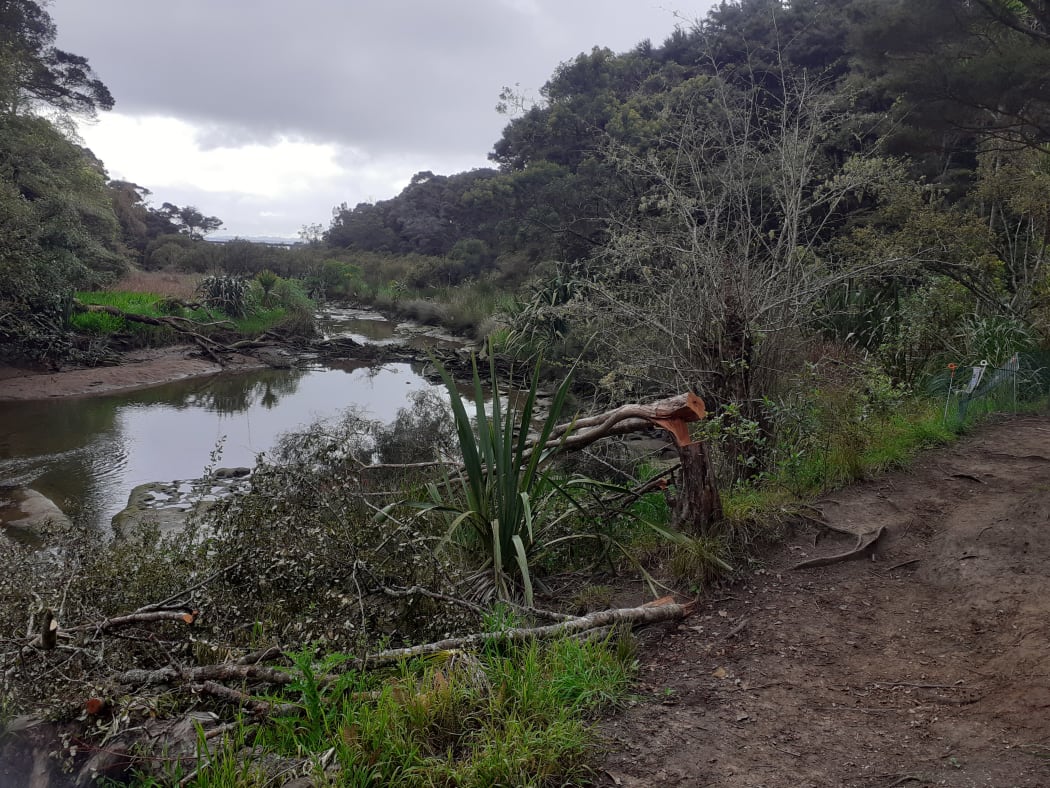 Te Atatu tree felling at spawning site