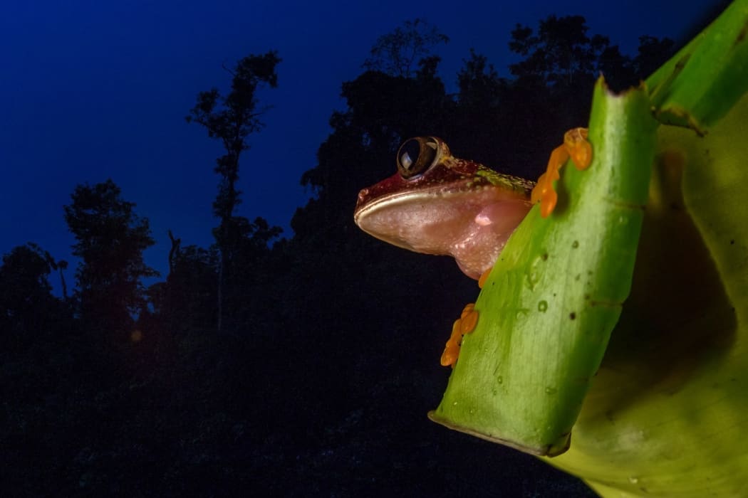 Rainforest in Ecuador.