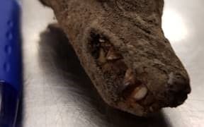 Partially mummified bats head found in a traveller's luggage at Auckland Airport.