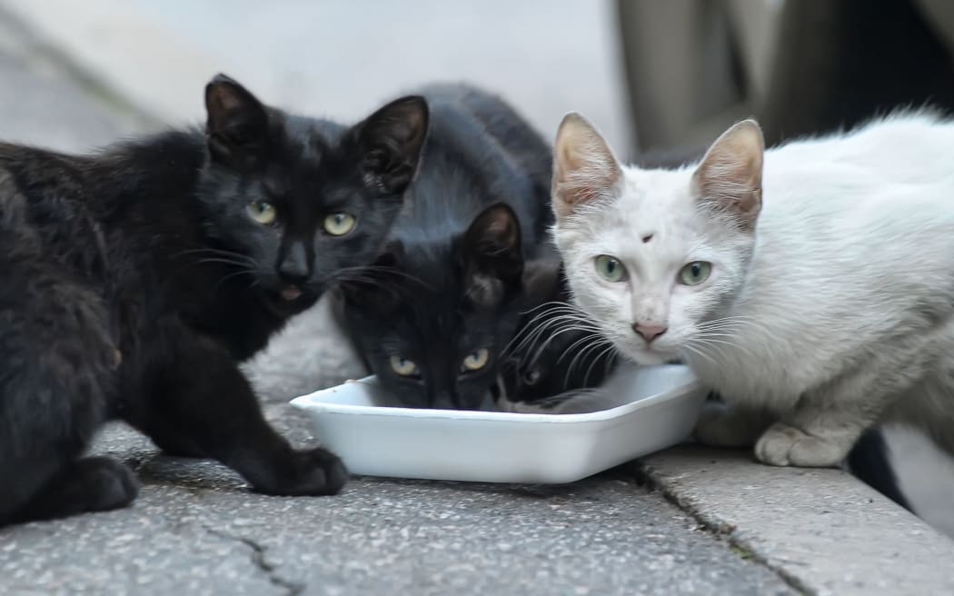 A una coppia francese che possiede 159 gatti è stato vietato di tenere animali domestici