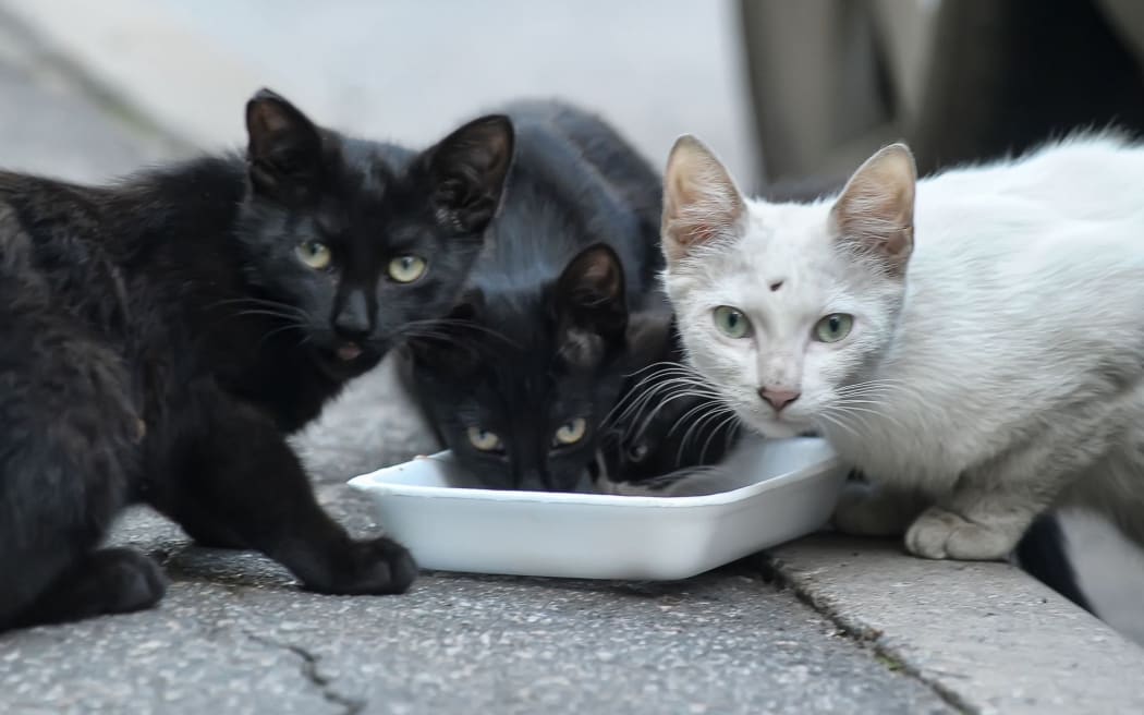 French couple who kept 159 cats banned from keeping pets