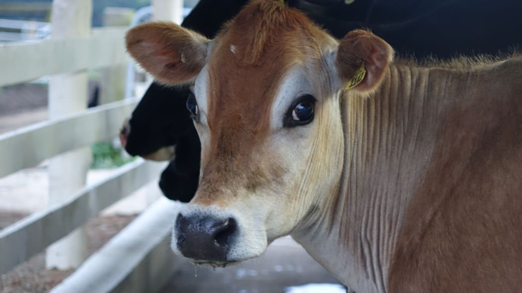 Jersey cow (dairy)