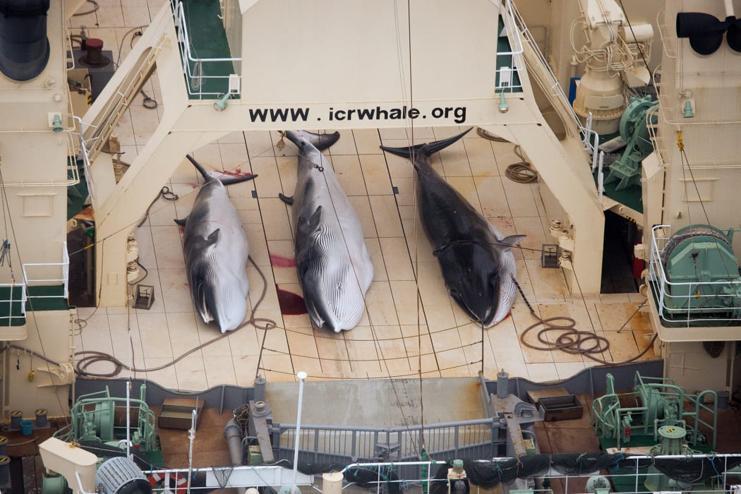 Minke whales on the deck of the Nisshin Maru in the Southern Ocean.