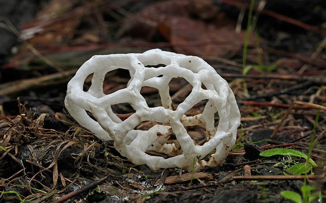 White Basket Fungi