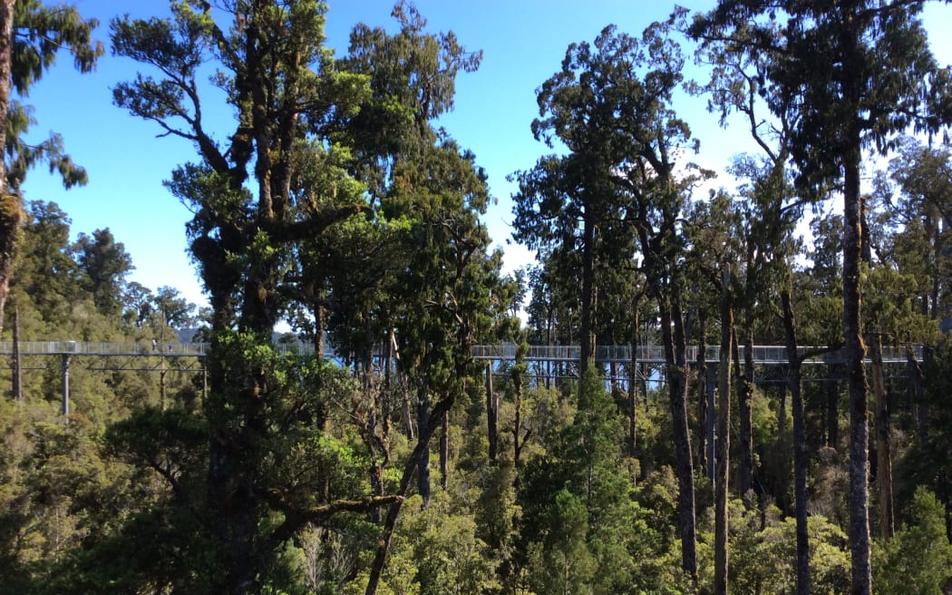 West Coast businesses are selling native seedlings and putting the money towards predator traps that are put in and around places such as the Treetop Walkway in Hokitika.