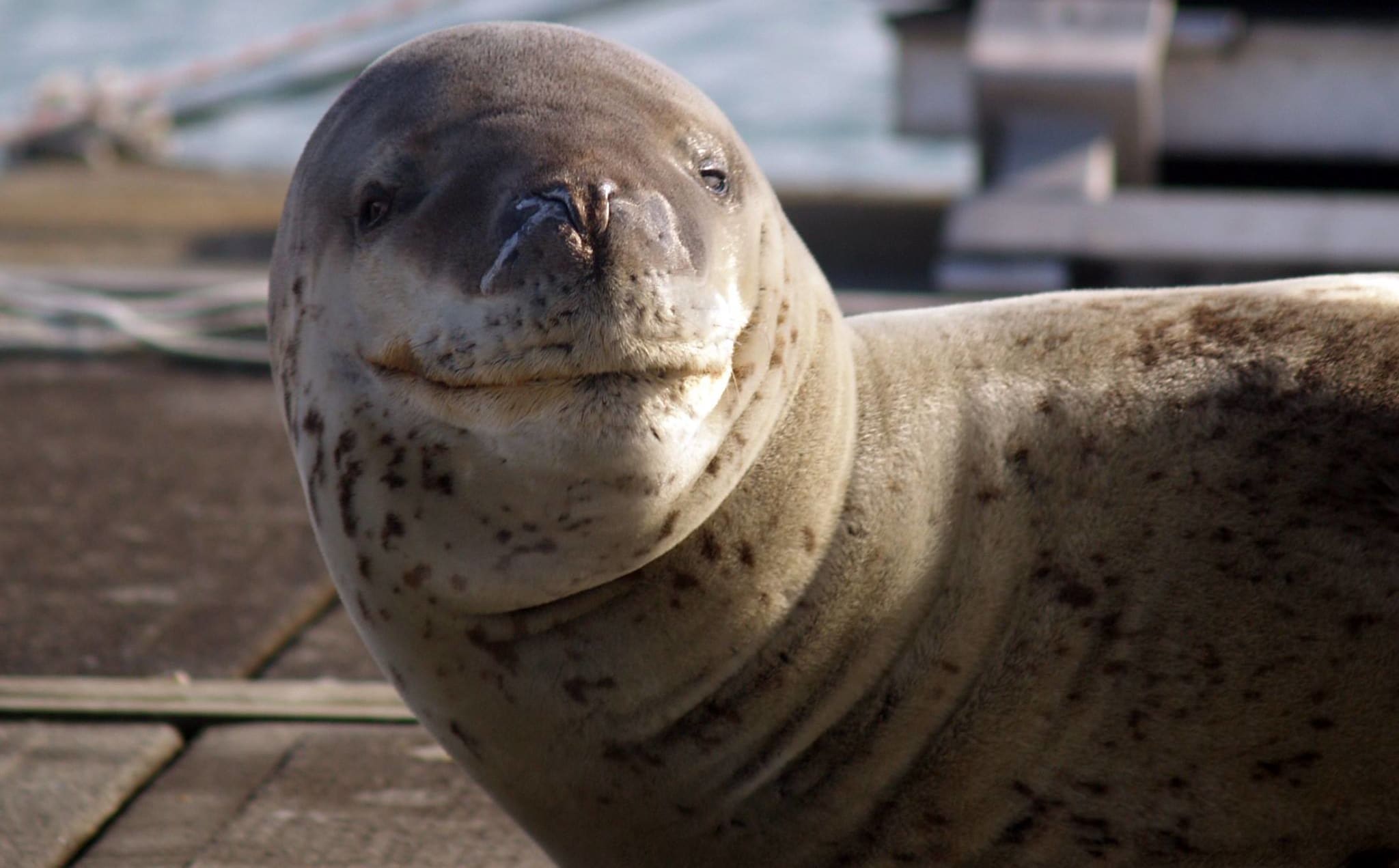 A female leopard seal has been spotted in Auckland's Westhaven Marina on and off for months.