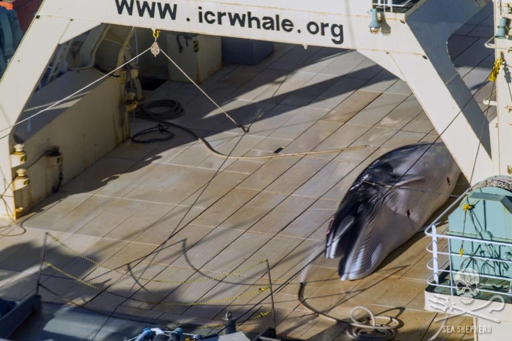 Protected Antarctic minke whale on the deck of the factory whaling ship, Nisshin Maru.
