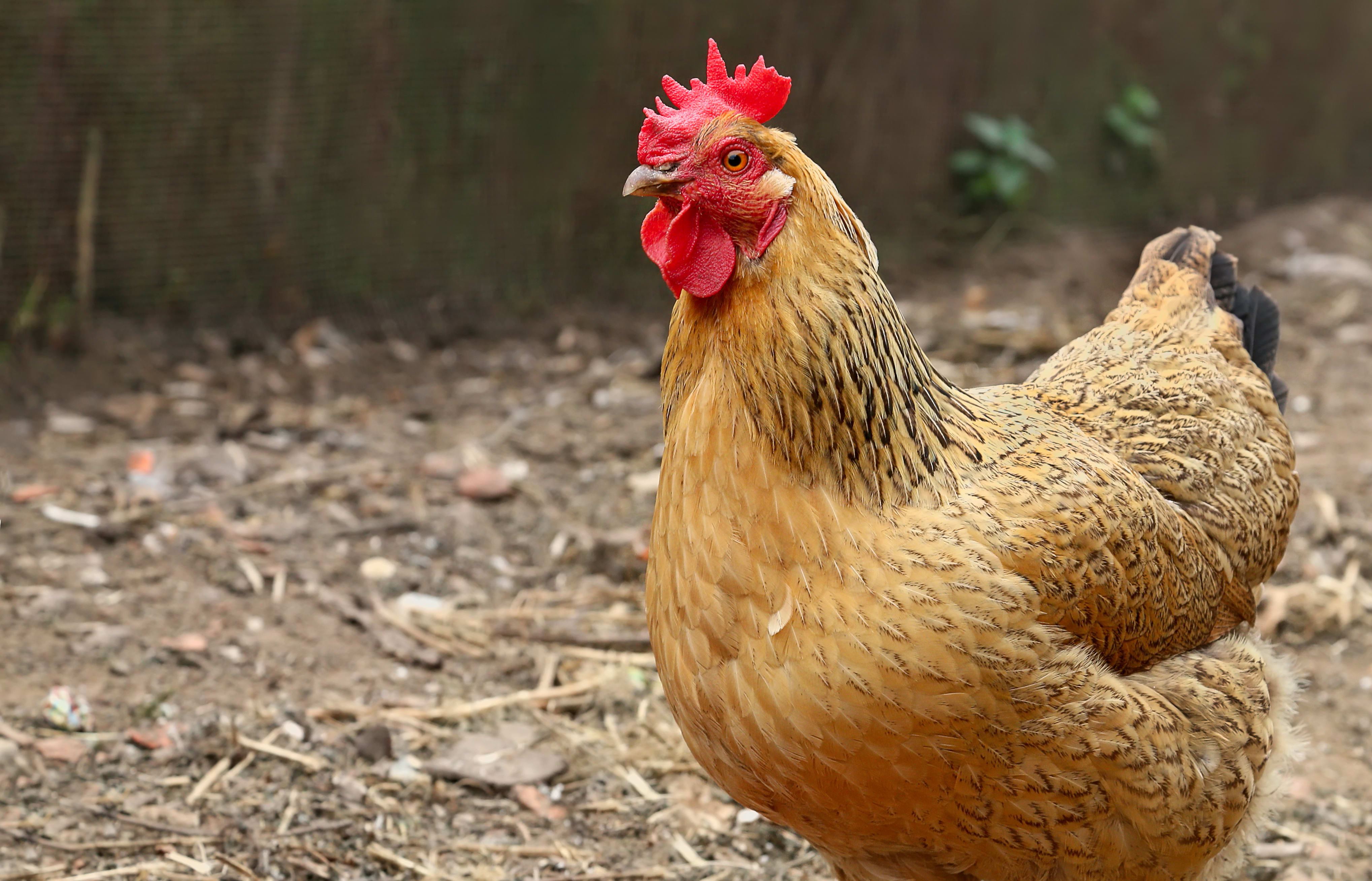 Chicken.