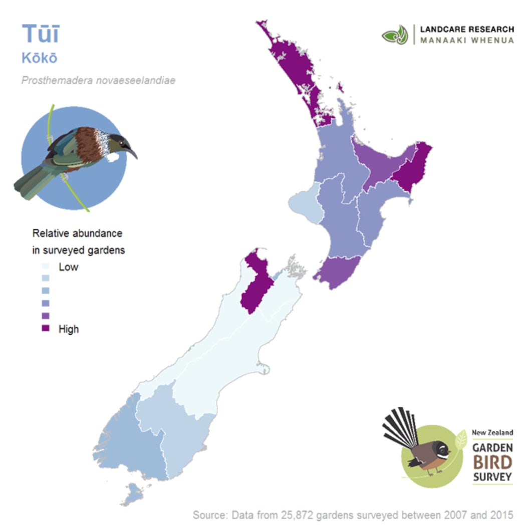 The garden bird survey team has produced maps and fact sheets for 15 different garden birds - this one shows the abundance of tui.