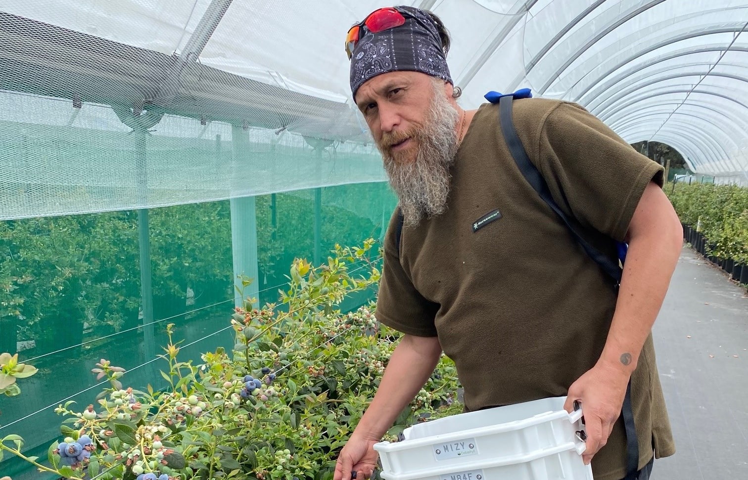 Manager Darren Ngarewa at Ngati Ruanui's blueberry orchard.