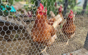 The chicken coop is the central point of the Mud Bucket Farm in Brixton.