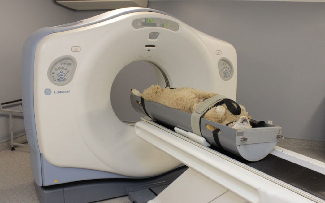 A sheep undergoing scanning.
