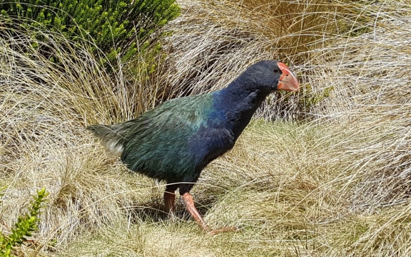 A young wild takahē in Fiordland's Takahē Valley.