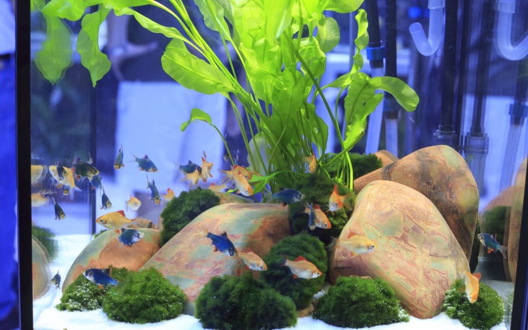 Planted Freshwater Aquarium