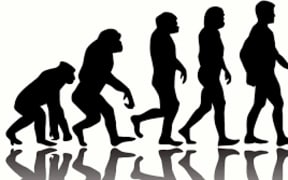 human evolution