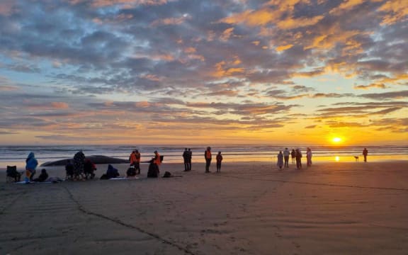 A sperm whale stranded on a Christchurch beach