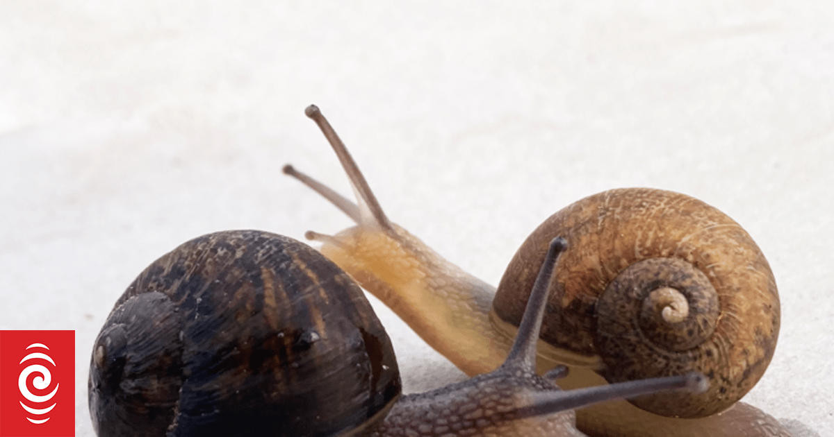 Left-spiralling snail Ned dies before finding a mate