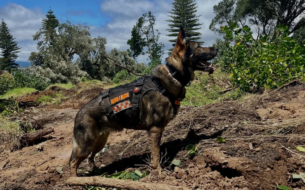 Kora the Land Search and Rescue dog at the scene of the tragic Mt Maunganui landslide, working with rescue crews, January 2026.