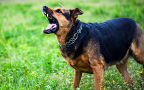 Angry dog attacks. The dog looks aggressive and dangerous.