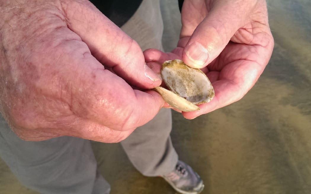 Toheroa shell.