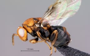 Trichilogaster acaciaelongifoliae - an Australian bud-galling wasp.