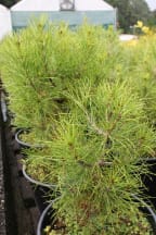 A young Gallipoli pine