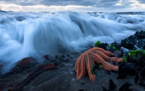 This photography of a reef-star fish taken by 16-year-old photographer D'Artagnan Sprengel has been chosen by the Natural History Museum to be exhibited in its wildlife photographer of the year competition.