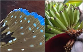 Left: the pectoral fin of a gurnard. Right: A bunch of a ripening bananas.