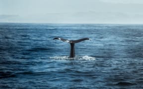 Whale