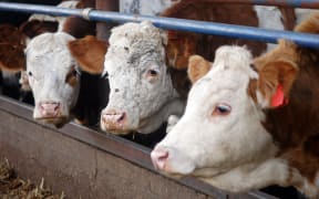 White and brown cows in a Dairy Cow Farm.