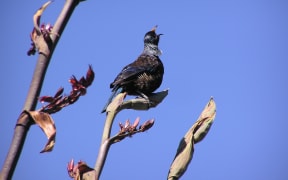 Tui have a a beautiful repertoire of song and are excellent mimics.