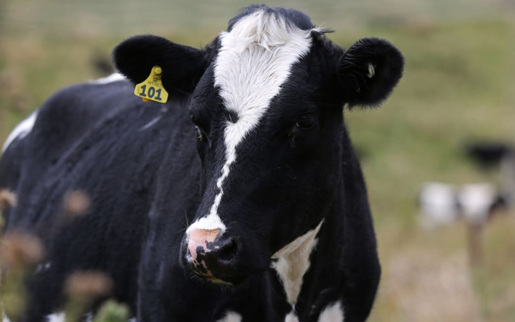 Beef cattle in Rangiwahia, Manawatu.