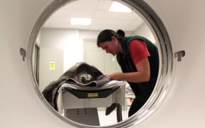 The turtle undergoes a CT scan.