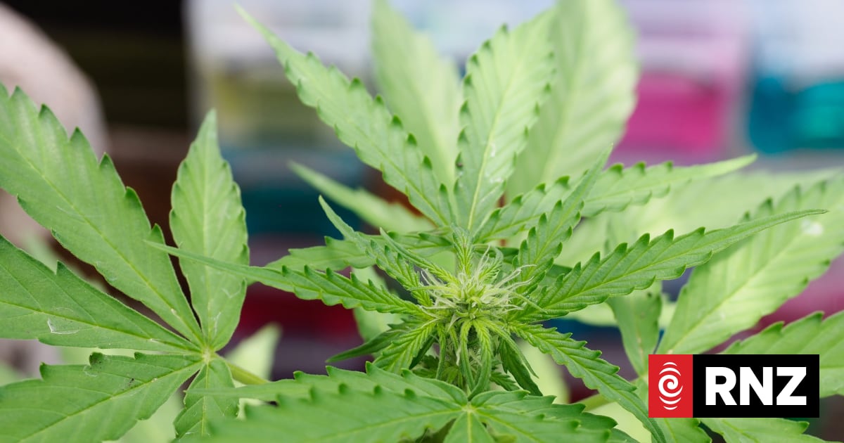 Auckland drug ring busted, members deported