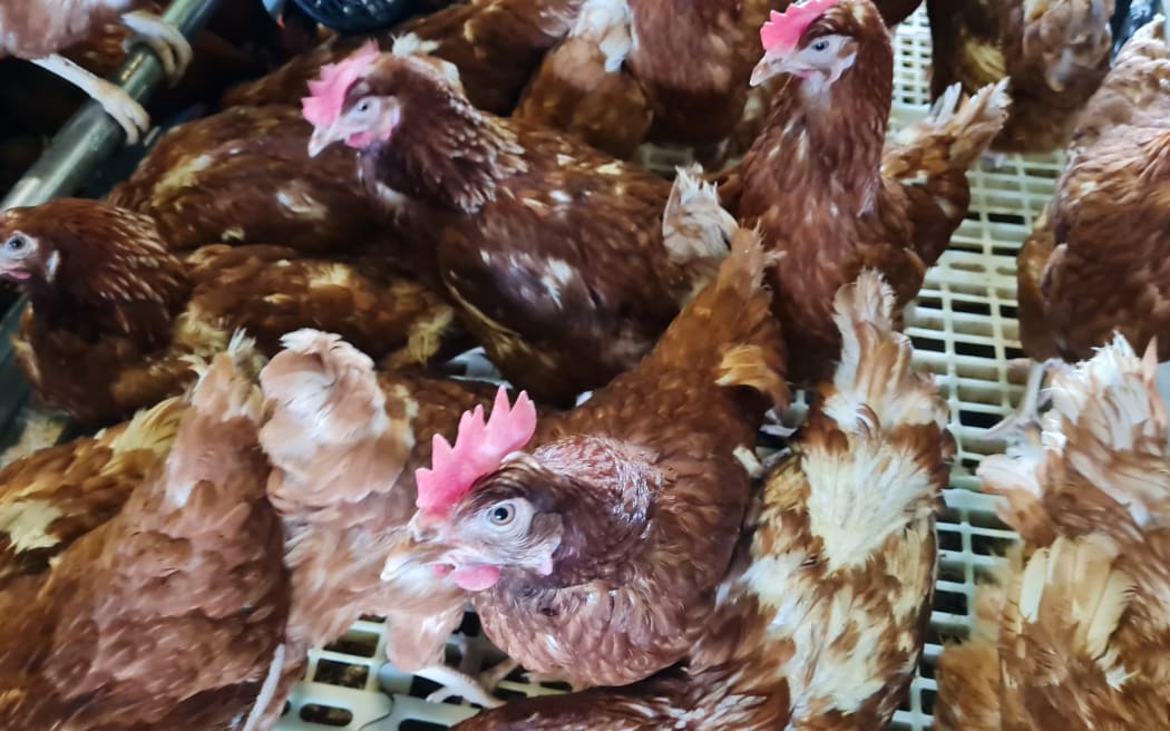 chickens