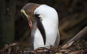 yellow-eyed penguin new zealand