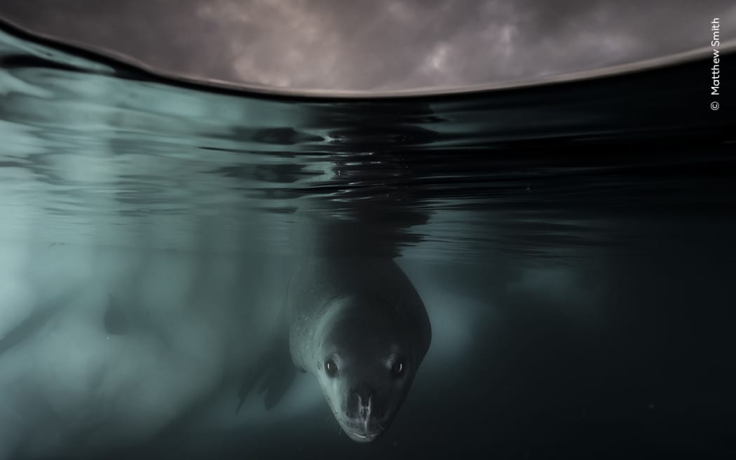 A curious leopard seal beneath the Antarctic ice.